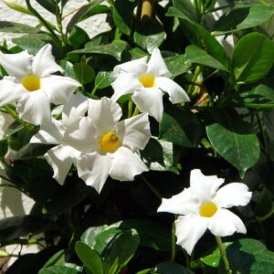 dipladenia, mandevilla sanderi, white flower-2457475.jpg