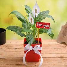 Gift Plants