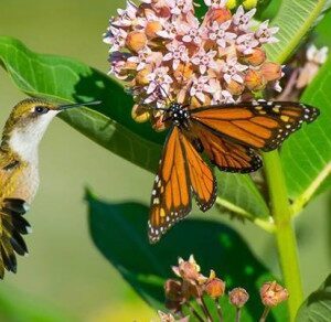 Pollinators Attracting Plants