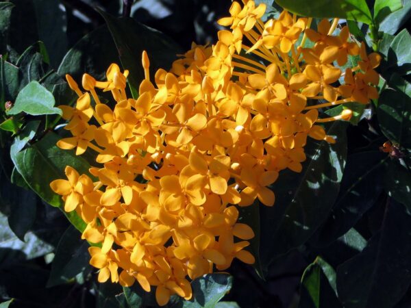 ixora, flower, yellow-1148281.jpg