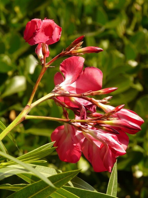 oleander, beautiful flowers, shrub-9188.jpg