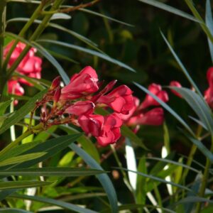 oleander, shrub, flower background-9895.jpg