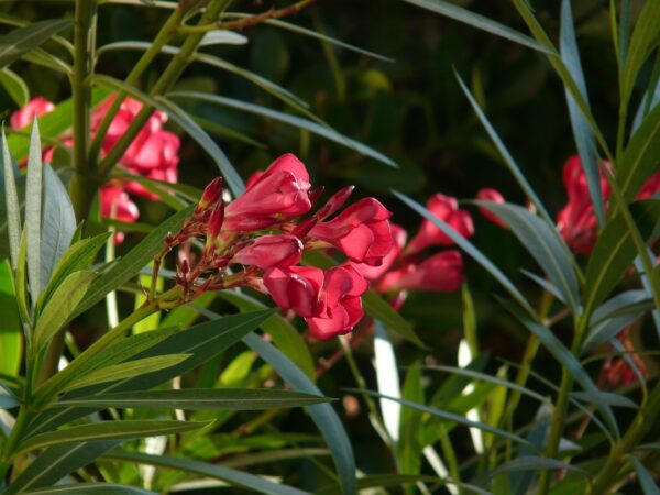 oleander, shrub, flower background-9895.jpg