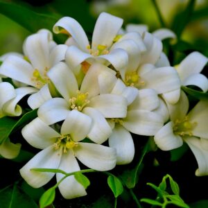 orange jasmine, murraya exotica, white petals-4959287.jpg