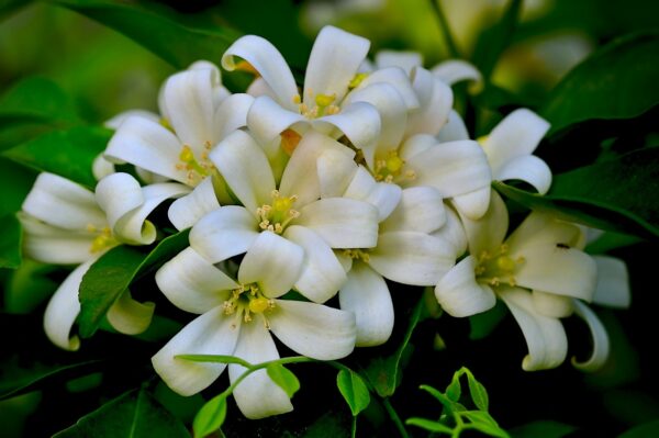 orange jasmine, murraya exotica, white petals-4959287.jpg