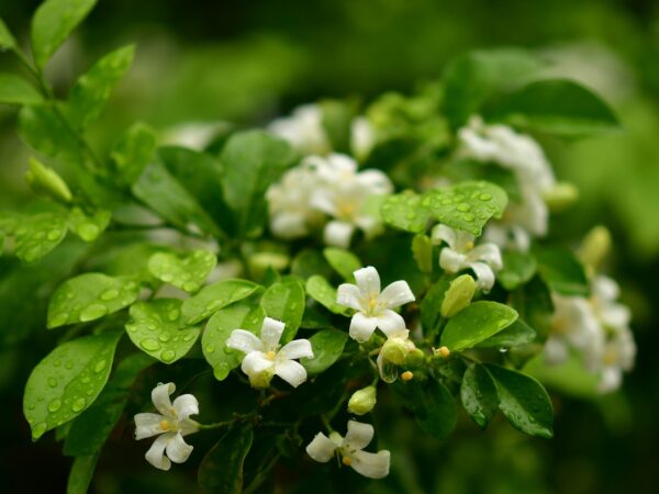 orange jasmine, white flowers, fragrance-3951898.jpg