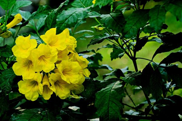 tecoma stan, flower wallpaper, yellow elder-7104772.jpg