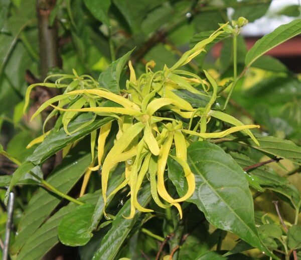 ylang-ylang flower, smell, yellow-1118057.jpg
