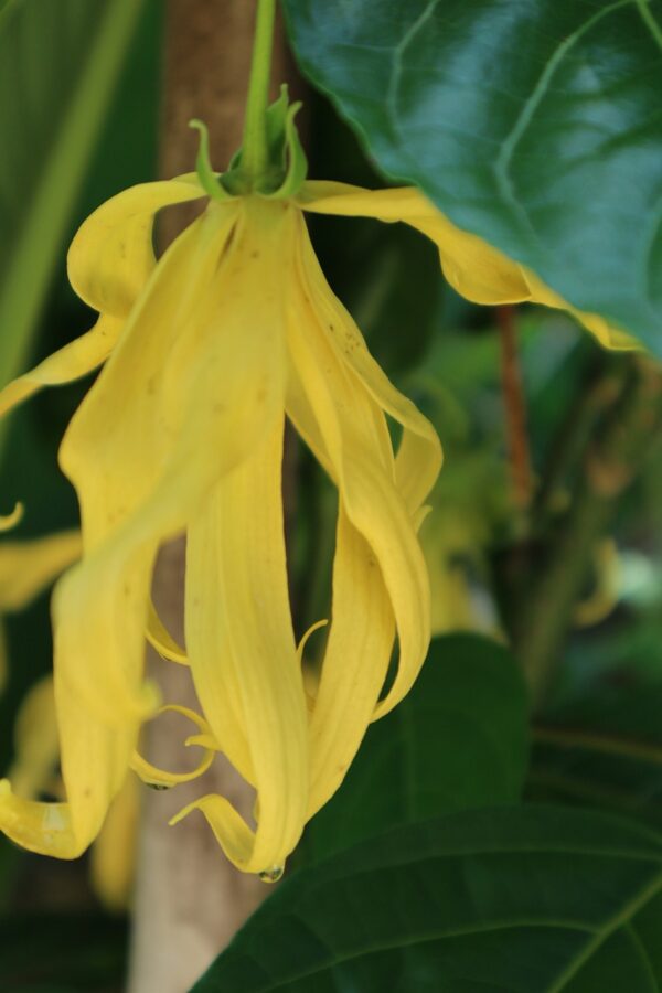 ylang-ylang, yellow, antique flower-2791870.jpg