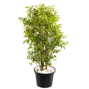 Ficus king bush